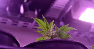 Grow In A 3x3 Tent