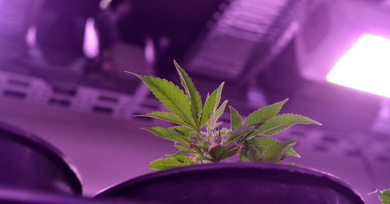 Grow In A 3x3 Tent