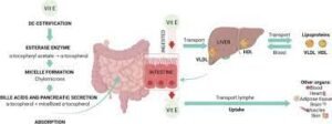 wellhealthorganic.com/vitamin-e-health-benefits-and-nutritional-sources