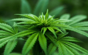 Weed Online