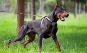 Best Doberman Stud